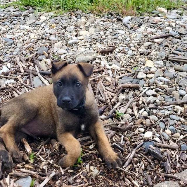 Un Belusky allongé et regardant vers la caméra
