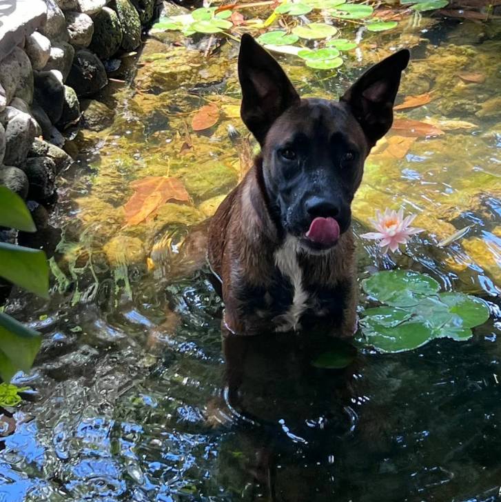 Un Belusky assis dans l'eau et se léchant les babines
