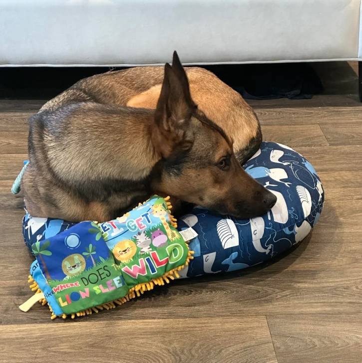 Un Belusky allongé sur un petit coussin