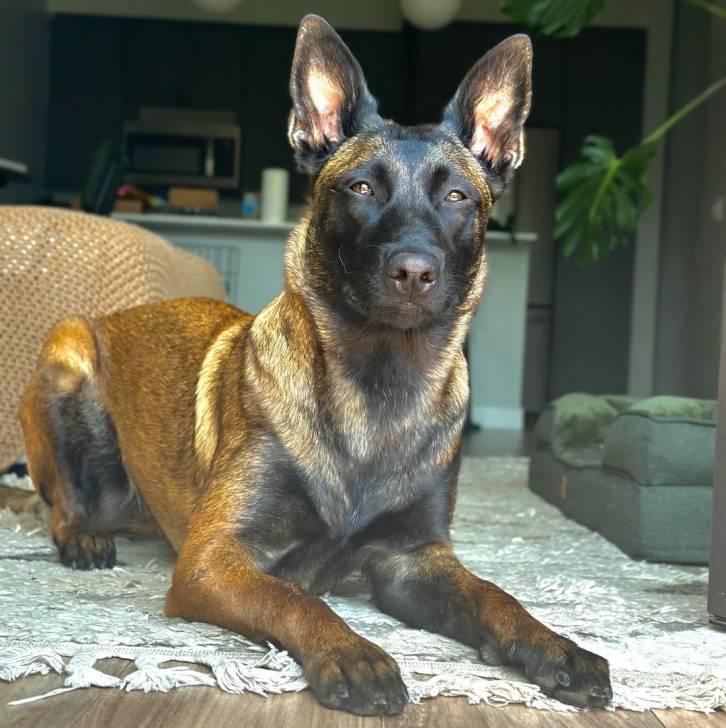 Un Belusky allongé sur un tapis et regardant vers la caméra