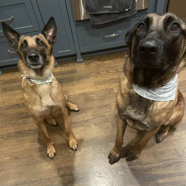 Deux Belusky assis sur un parquet et portant un foulard autour du cou