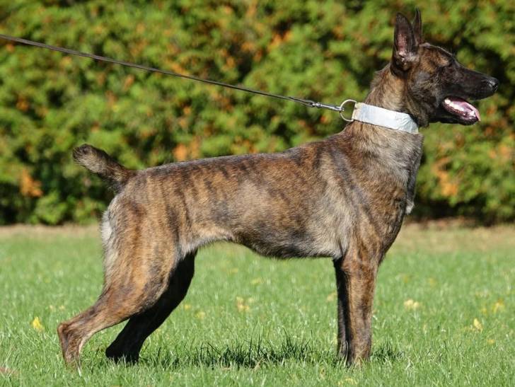 Un Belusky sur un terrain herbeux et tenu en laisse