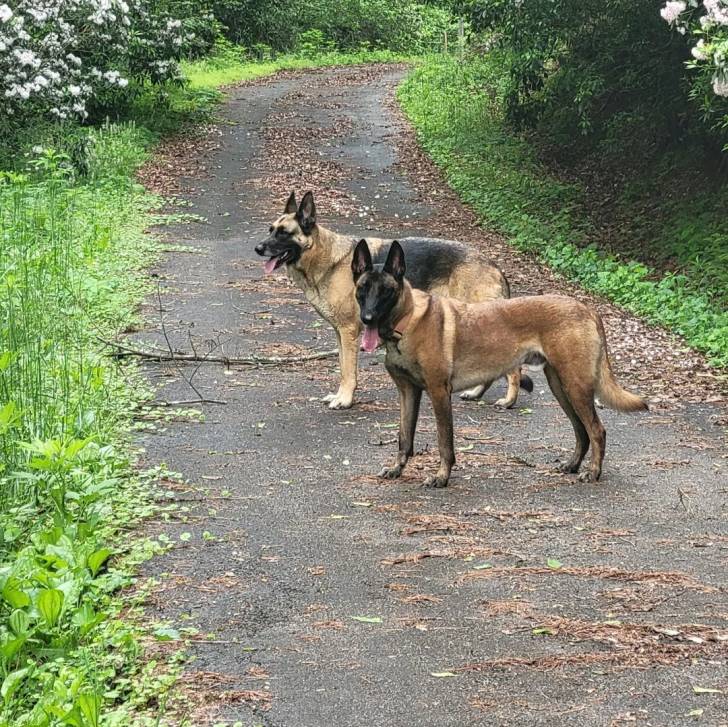 Deux Belusky sur un sentier