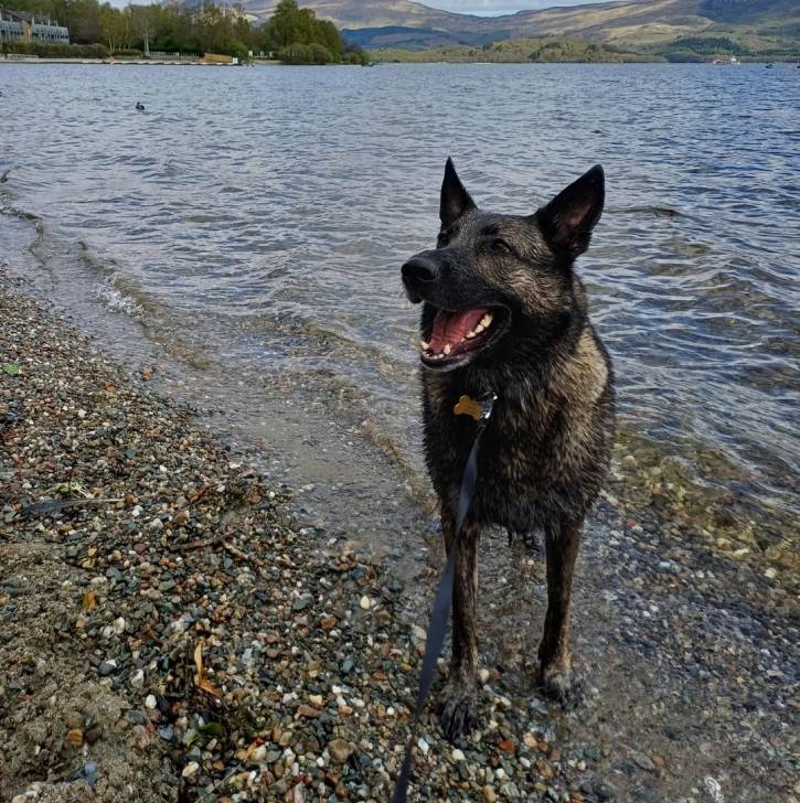 Un Belusky tenu en laisse et tirant la langue non loin d'un lac