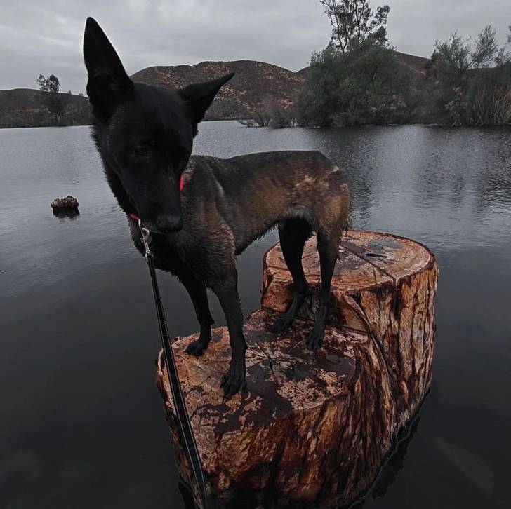 Un Belusky tenu en laisse au milieu d'une étendue d'eau