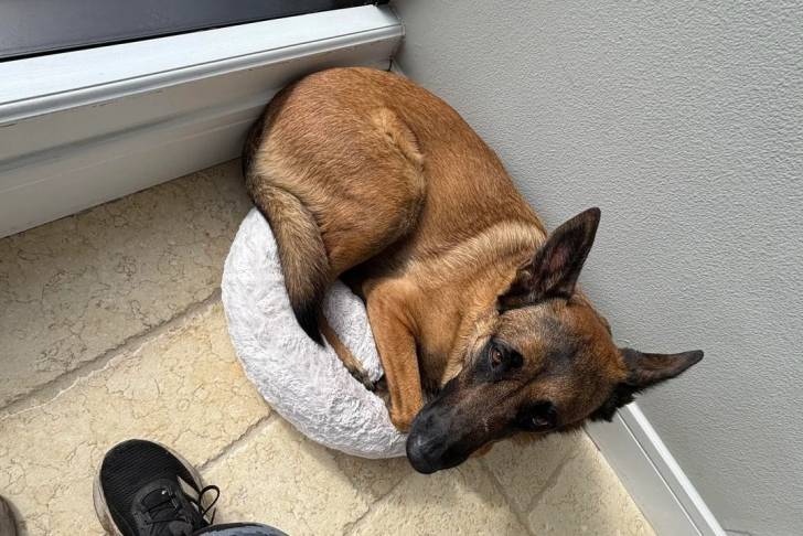 Un Belusky allongé sur un petit panier