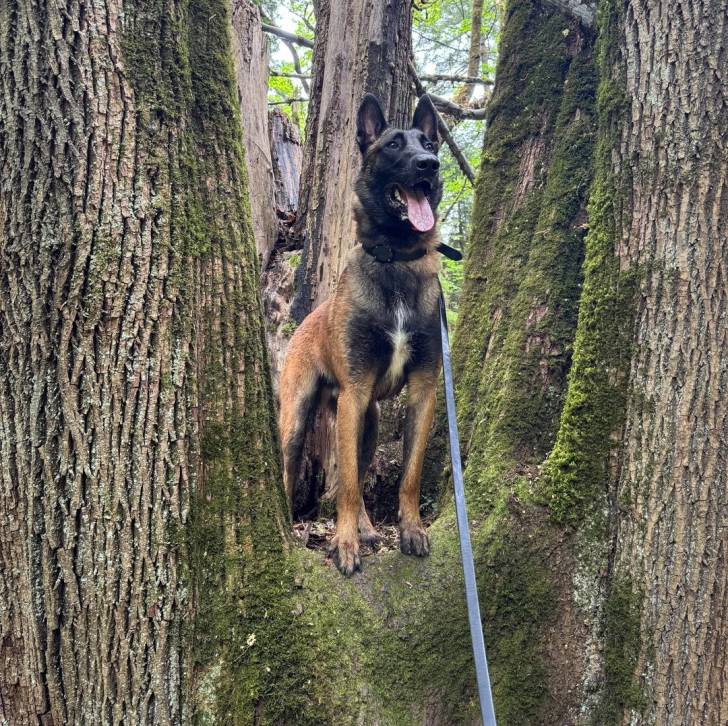 Un Belusky assis sur un arbre et tenu en laisse