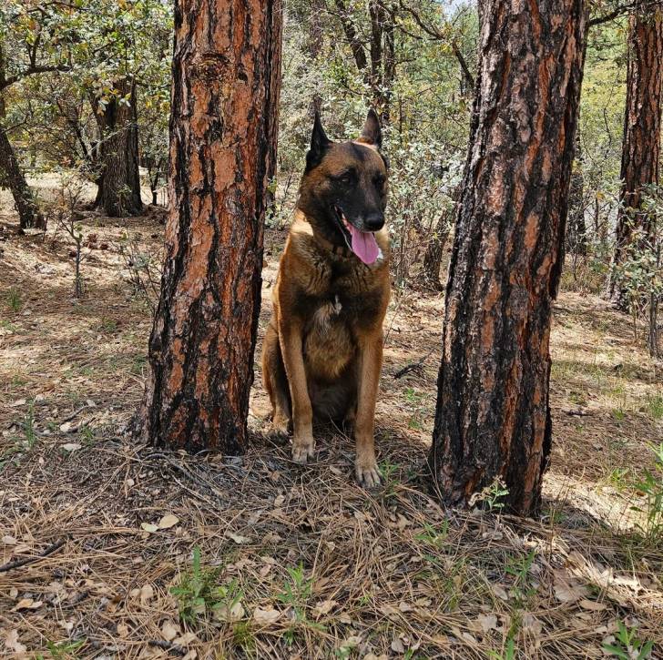 Un Belusky assis au milieu de deux arbres et tirant la langue