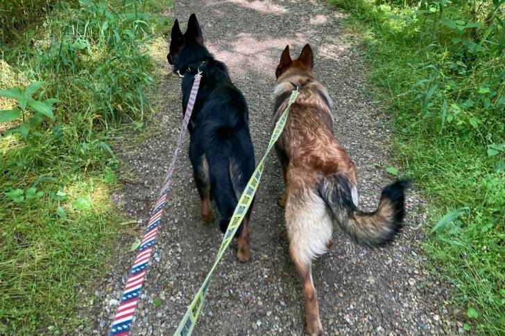 Deux Belusky marchant sur un sentier