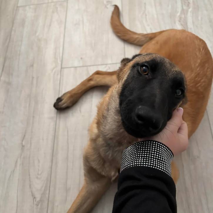 Un Belusky allongé sur un parquet et se faisant caresser les poils