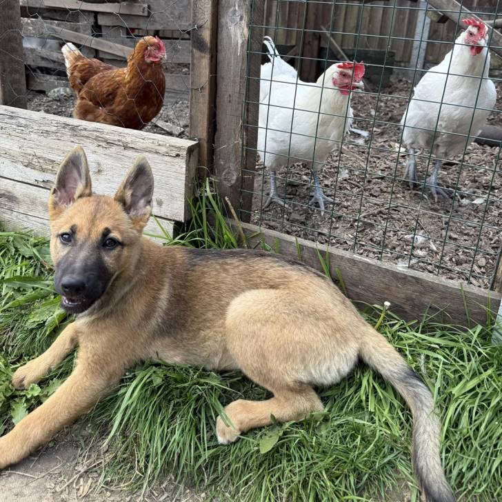 Un Belusky allongé devant un enclos de poulet