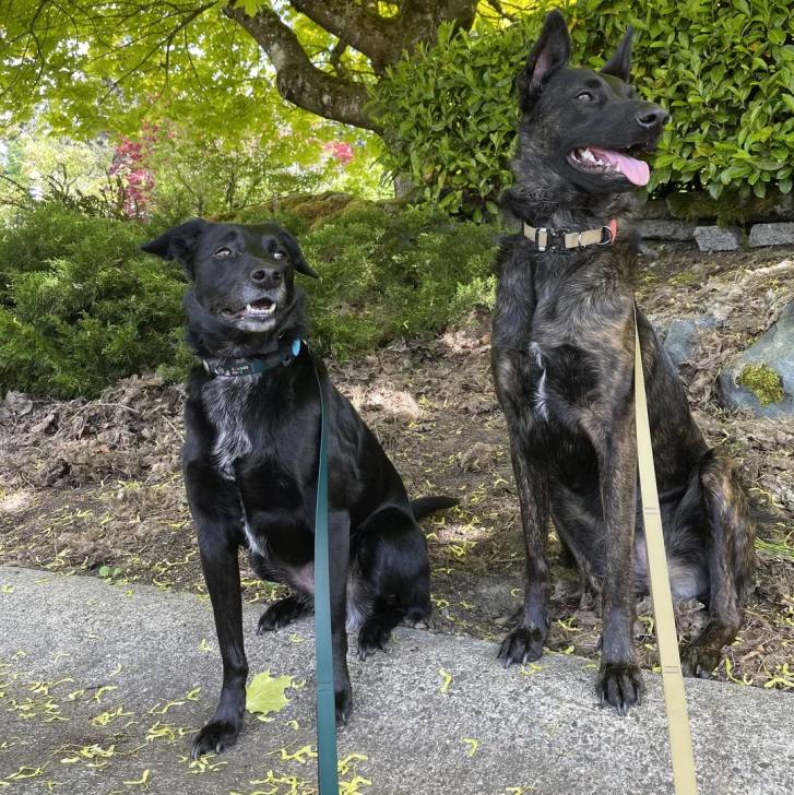 Deux Belusky assis sur et tenu en laisse