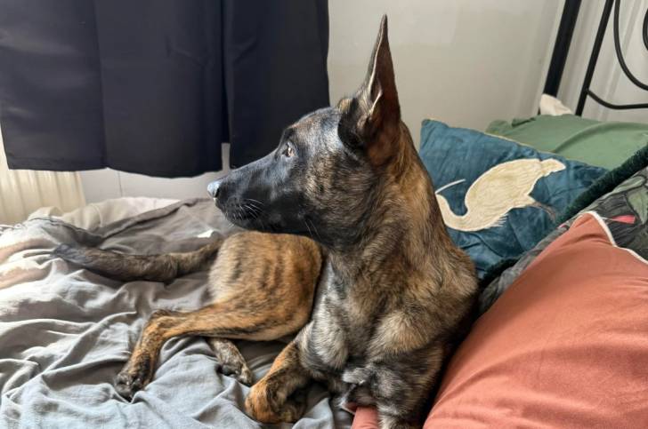 Un Belusky allongé sur un lit