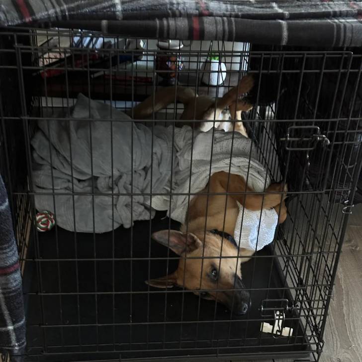 Un Belusky allongé de dos dans une cage