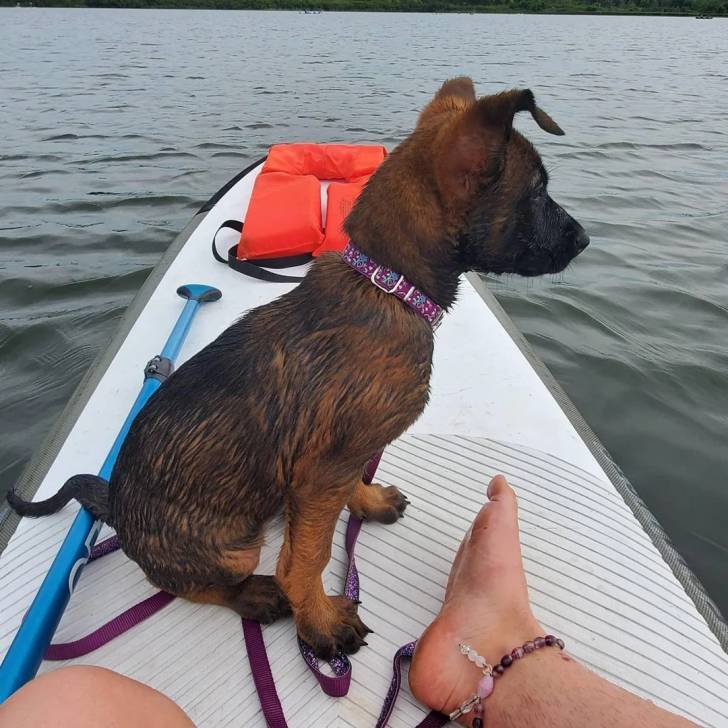 Un Belusky sur un bateau d'aviron et portant un collier autour du cou