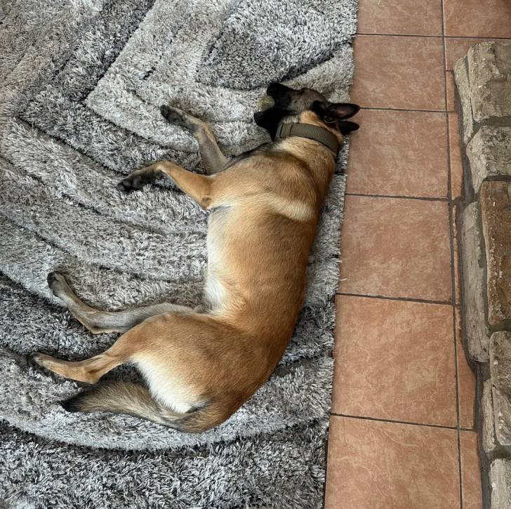 Un Belusky allongé sur un tapis et portant un collier autour du cou