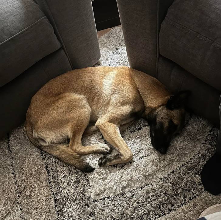 Un Belusky allongé sur un tapis et semblant dormir