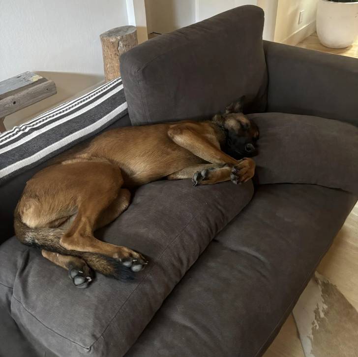Un Belusky allongé sur un canapé