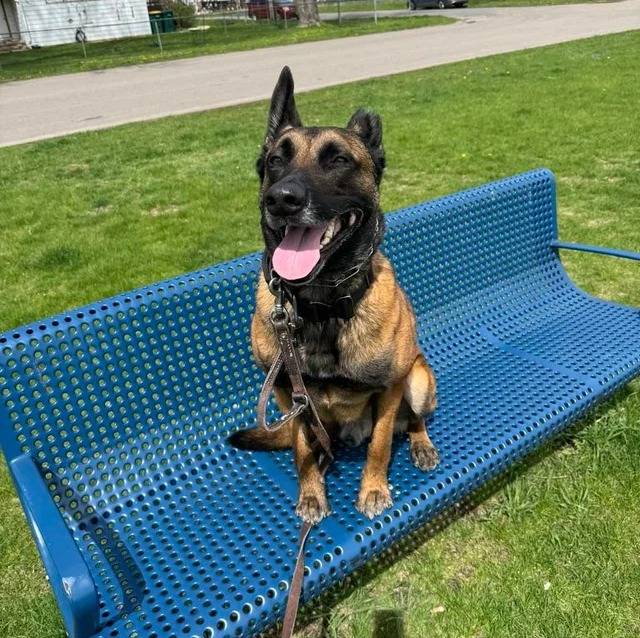Un Belusky assis sur un banc