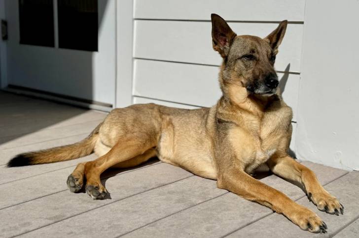 Un  Belusky allongé sur un plancher