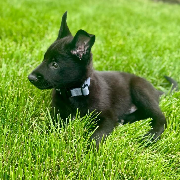 Un chiot Belusky allongé sur un terrain herbeux et portant un collier autour du cou