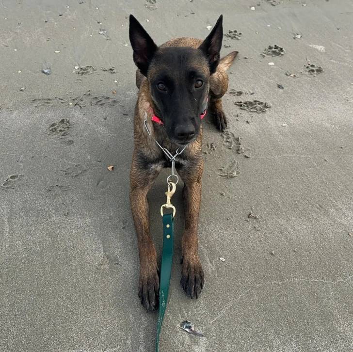 Un Belusky allongé sur une surface sableuse et tenu en laisse