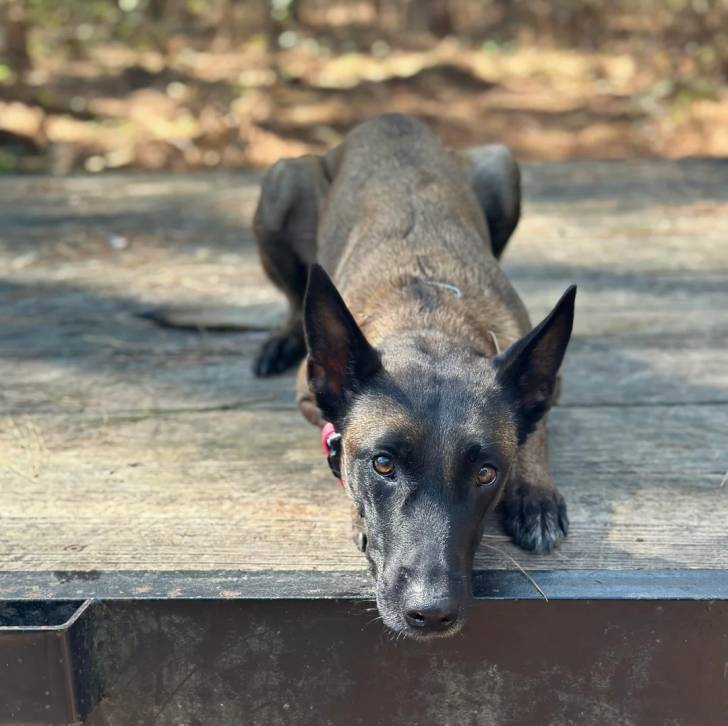 Un Belusky allongé sur un plancher en bois 
