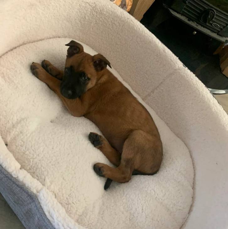 Un Belusky allongé dans un panier
