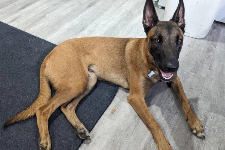 Un Belusky allongé sur un tapis et portant un collier autour du cou