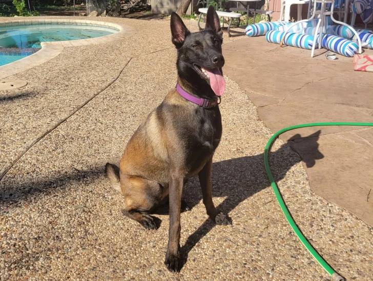 Un Belusky ayant la langue pendante et portant un collier autour du cou