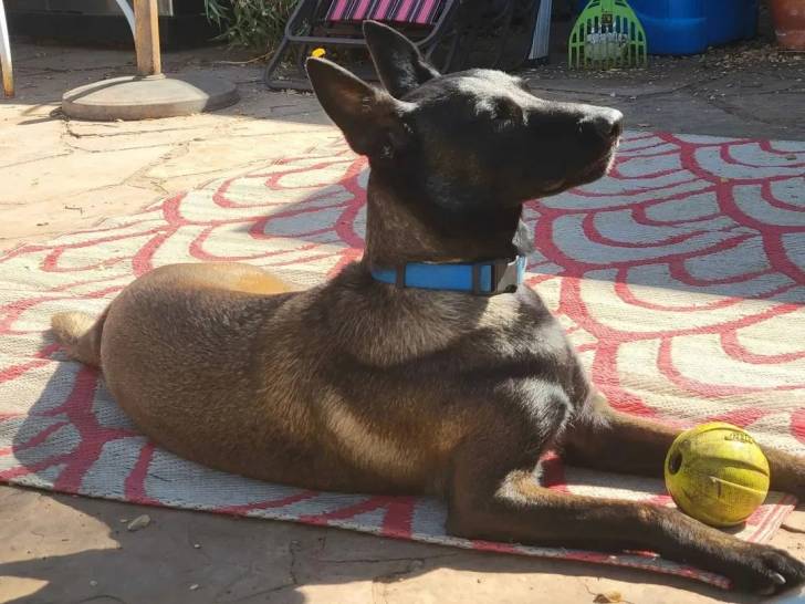 Un Belusky allongé sur un tapis et portant un collier autour du cou