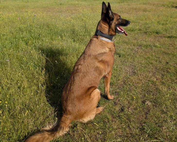 Un Belusky assis sur un terrain herbeux et portant un collier autour du cou