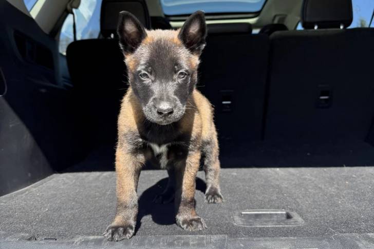 Un Belusky sur la malle arrière d'un véhicule