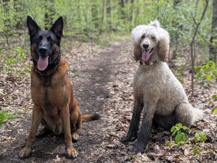 Un Belusky assis à côté d'un autre chien