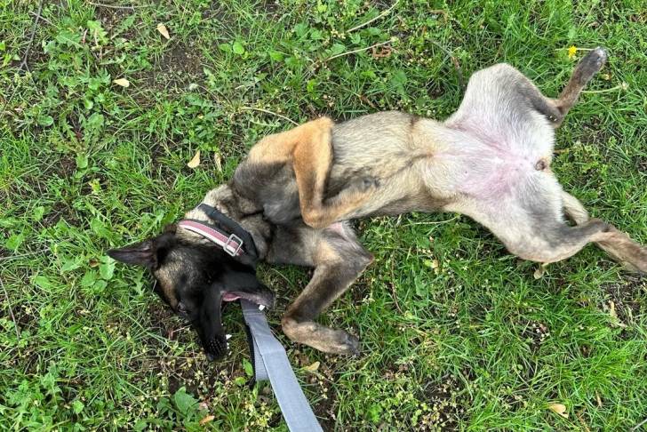 Un Belusky allongé de dos sur un terrain herbeux et tenu en laisse