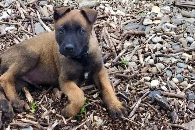 Un Belusky allongé et regardant vers la caméra