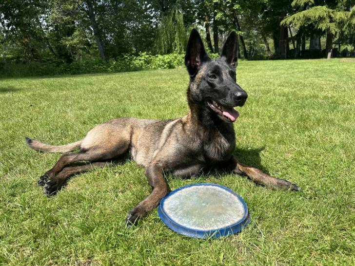 Un Belusky allongé sur un terrain herbeux
