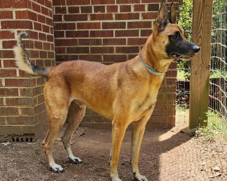 Un Belusky devant une grille et portant un collier autour du cou