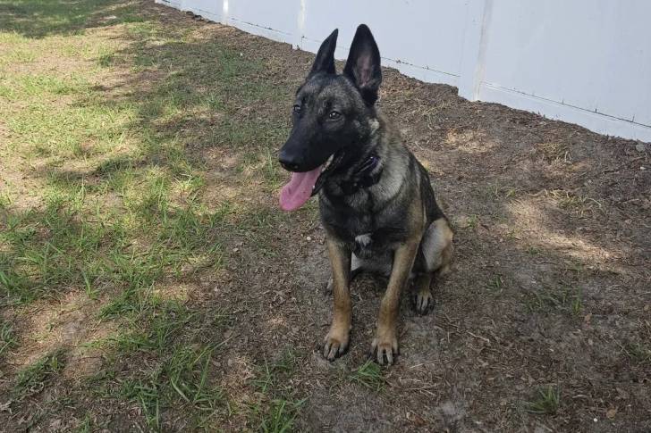 Un Belusky assis sur un terrain herbeux et tirant la langue