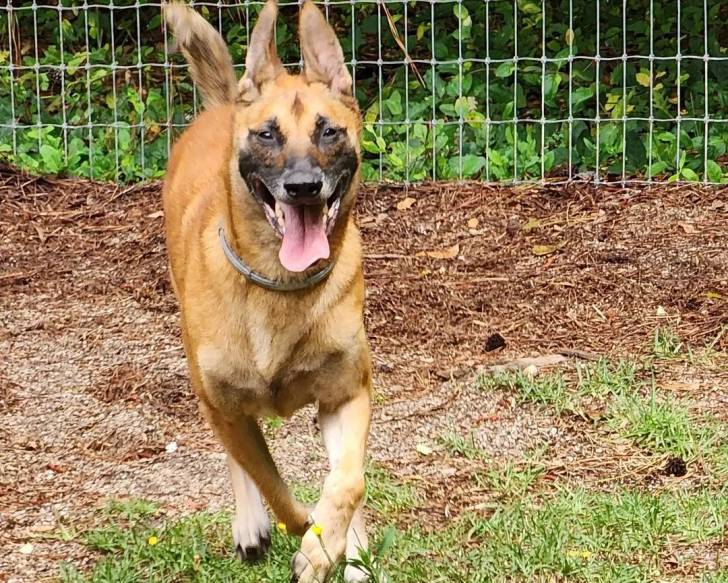 Un Belusky courant sur un terrain herbeux 