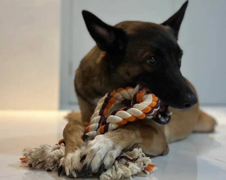 Un Belusky allongé sur un sol carrelé et mordant une corde