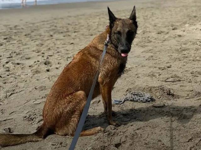 Un Belusky assis sur un terrain herbeux et tenu en laisse