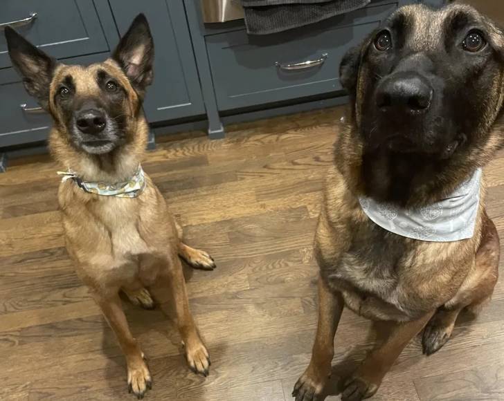 Deux Belusky assis sur un parquet et portant un foulard autour du cou