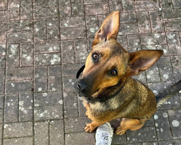 Un Belusky assis sur un sol carrelé et portant un collier autour du cou