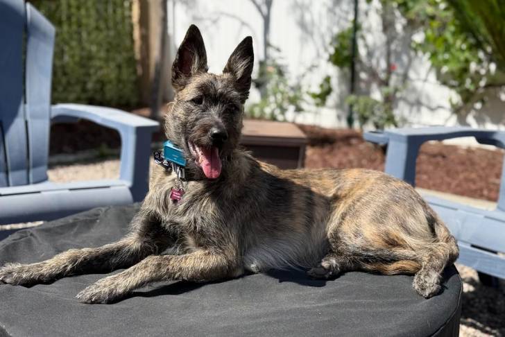 Un Belusky allongé sur une table et portant un collier autour du cou