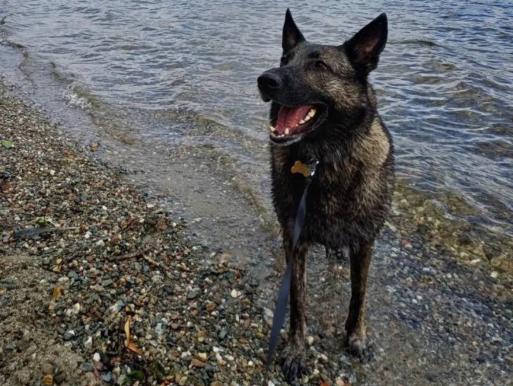 Un Belusky tenu en laisse et tirant la langue non loin d'un lac