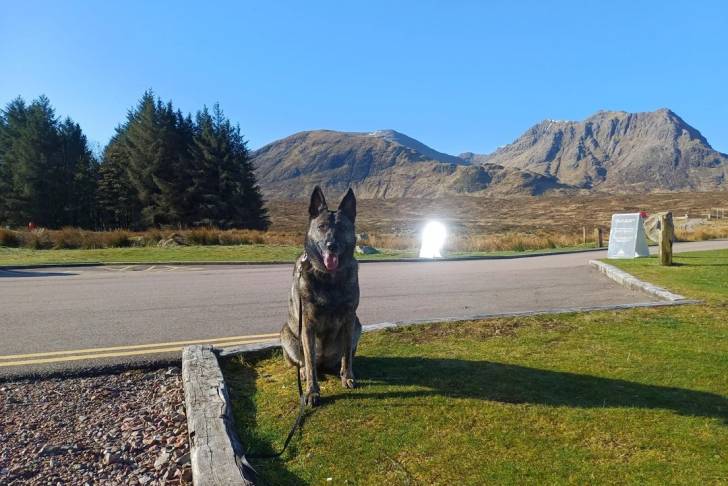 Un Belusky assis sur un terrain herbeux et tirant la langue
