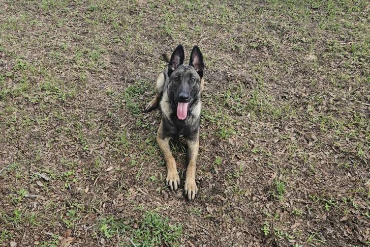 Un Belusky allongé sur un terrain herbeux et tirant la langue