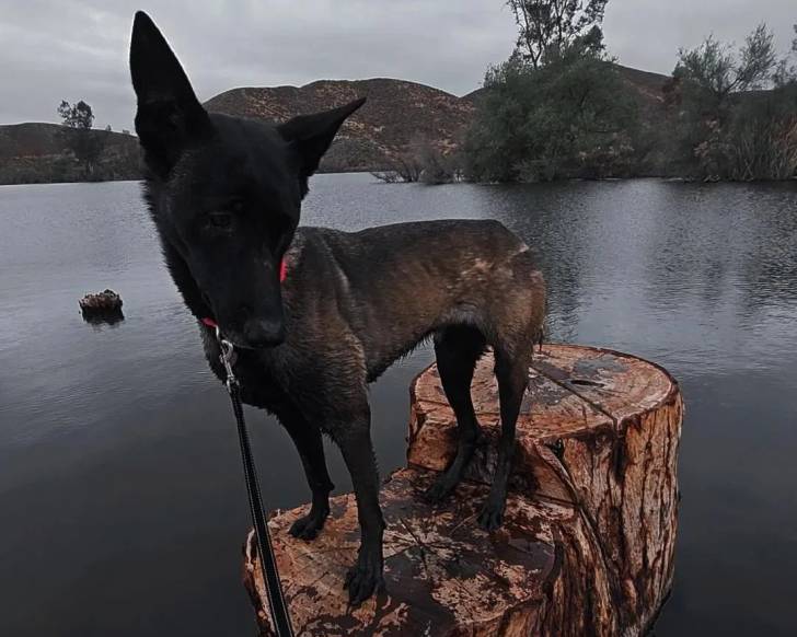 Un Belusky tenu en laisse au milieu d'une étendue d'eau