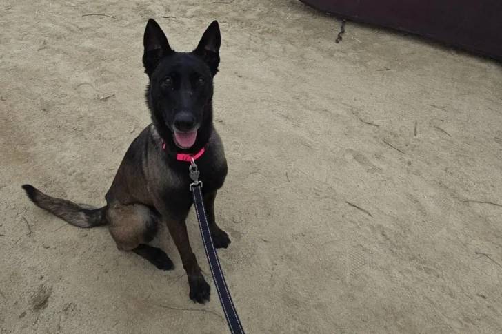 Un Belusky sur une surface sableuse et tenu en laisse